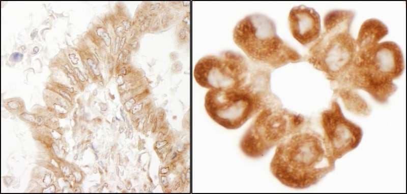 RPL7 / Ribosomal Protein L7 Antibody (aa200-C-term)