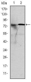 KIF22 / OBP Antibody (clone 5F3)