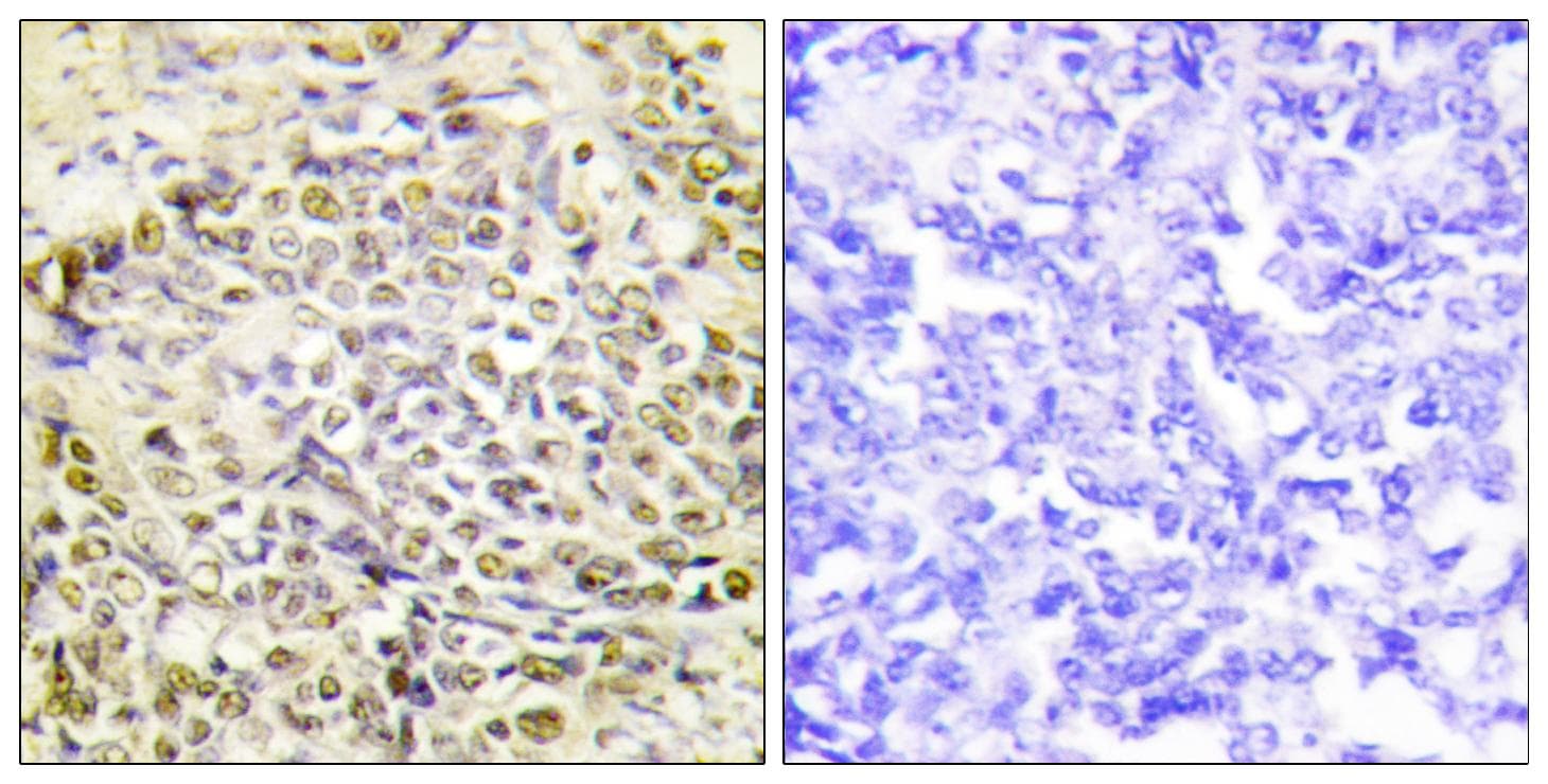 IRX2 Antibody