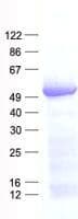 Human RUNX3 Protein (Recombinant His, N-Terminal)