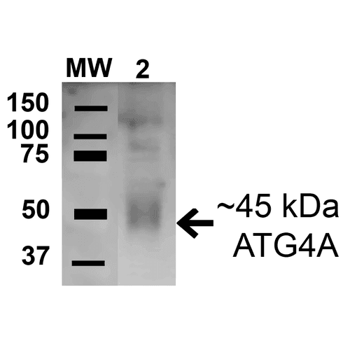 ATG4A Antibody (FITC)