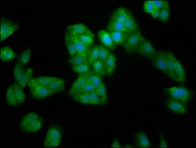 SERPINB4 / SCCA1+2 Antibody