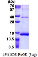 Human RPS12 / Ribosomal Protein S12 (Recombinant His)