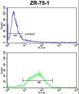 HSPA4L / APG-1 Antibody (aa776-803)