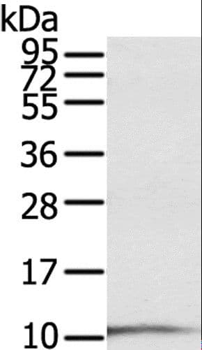 S100P Antibody