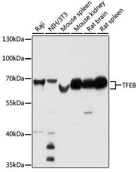 TFEB Antibody