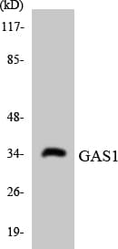GAS1 Antibody (aa225-274)