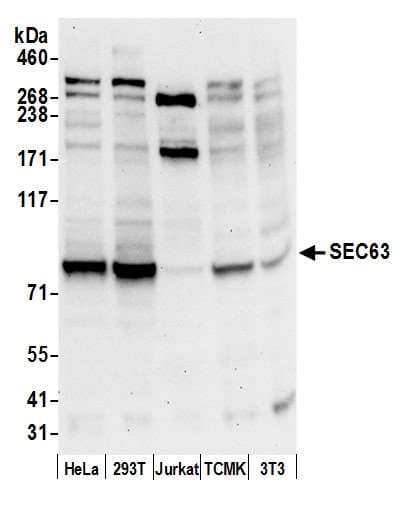 SEC63 Antibody (aa700-750)