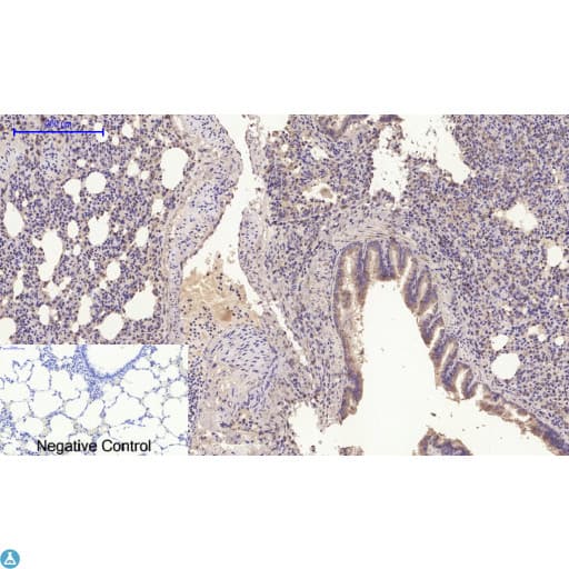 Polyclonal Rabbit anti-Human CYCS / Cytochrome c Antibody (WB)