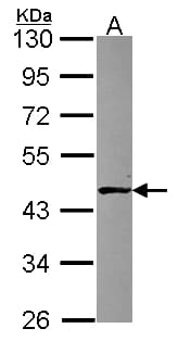 ALKBH1 / ALKB Antibody (aa166-387)