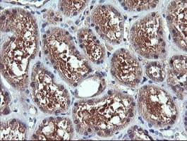 CHGA / Chromogranin A Antibody (clone OTI1H2)