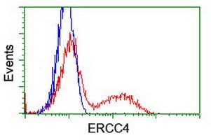 ERCC4 / XPF Antibody (clone OTI6E6)