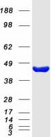 Human GNAO1 Protein (Recombinant Myc-DDK (Flag))