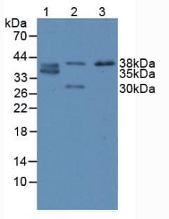 CDX2 Antibody (aa1-313, APC)