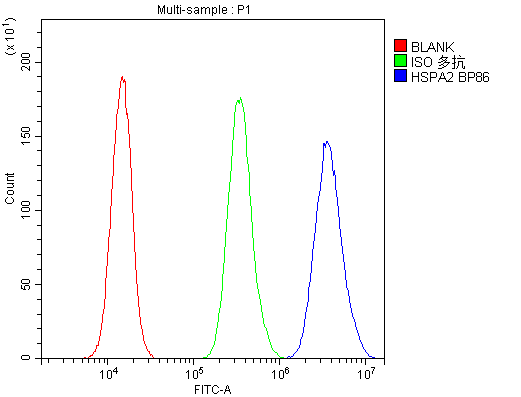 HSPA2 Antibody (aa564-598)