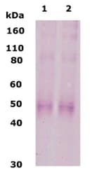 IHC-plus™ OPRK1 / Kappa Opioid Receptor Antibody (aa366-380)