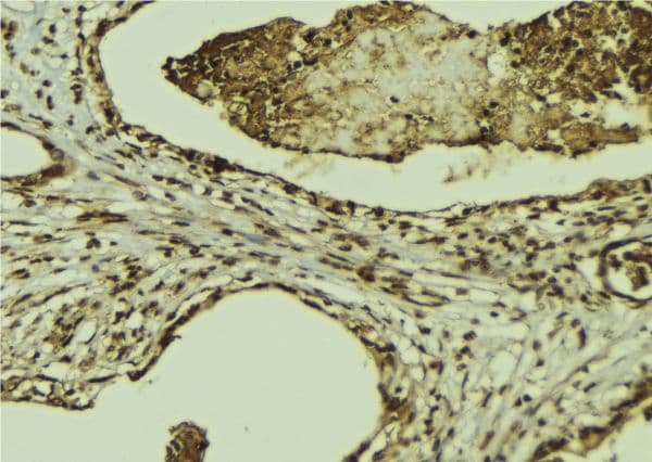 XIAP Antibody