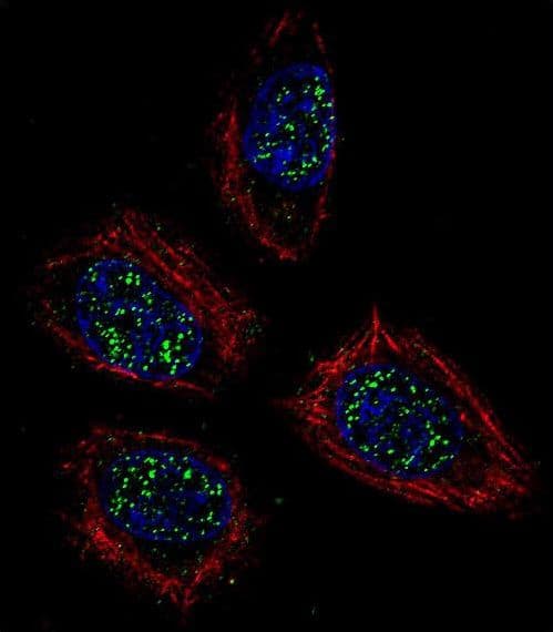 PNN / Pinin Antibody (aa209-239)