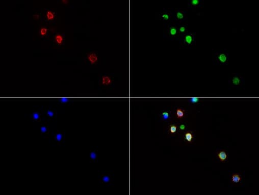 Monoclonal Mouse anti-Human CD3E Antibody (clone UMAB54, IHC, IF, WB)
