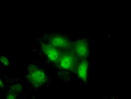 TTC32 Antibody (clone OTI1F7)