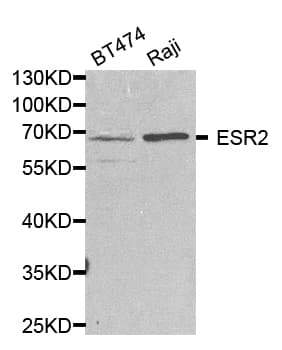 ESR2 / ER Beta Antibody