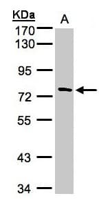 TTC30A Antibody (aa347-665)