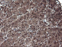 PSMA6 Antibody (clone OTI7C2)