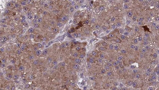 MAG Antibody