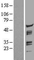 FLJ12529 / CPSF7 Protein (Over-Expression Lysate Myc-DDK (Flag))