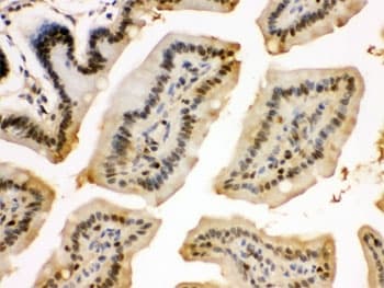 EIF6 Antibody