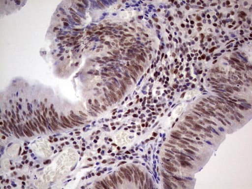 Monoclonal Mouse anti-Human ERCC1 Antibody (clone OTI2H1, IHC, WB)