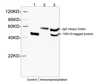 VSV-g Tag Antibody (VSV-G epitope)
