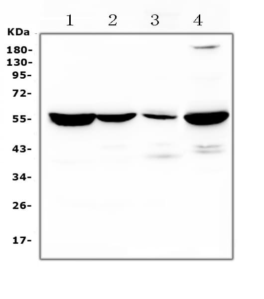 ASL / Argininosuccinate Lyase Antibody