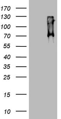 CD68 Antibody (aa22-319, clone OTI12A3)