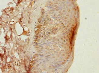 DAZ2 Antibody