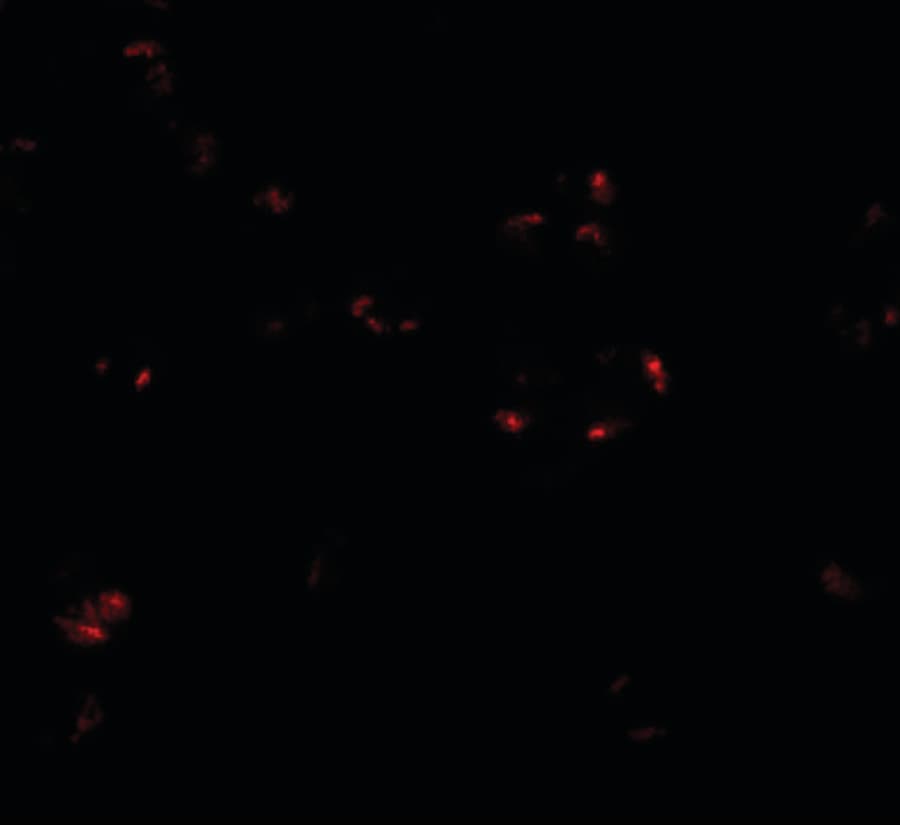 IHC-plus™ WDR5 Antibody
