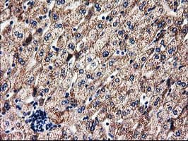 CLPP Antibody (clone OTI1E2, Carrier-free)