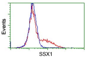 SSX1 Antibody (clone OTI1B5)