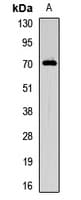 SRPR Antibody