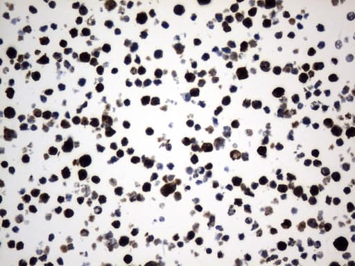 CD74 / CLIP Antibody (clone UMAB231)