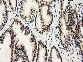 NHEJ1 / XLF Antibody (clone OTI3E6)