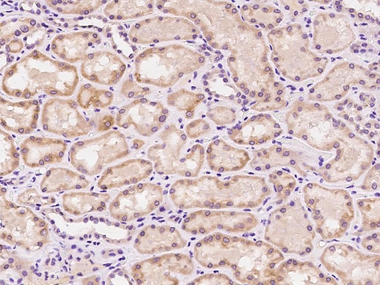 MZT1 Antibody