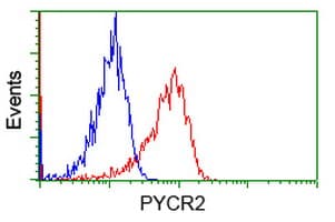 Monoclonal Mouse anti-Human P5CR2 / PYCR2 Antibody (clone OTI4A10, IF, WB)