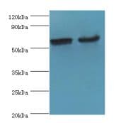 CYP2J2 Antibody (aa328-502)