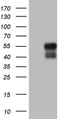 BHLHE41 / BHLHB3 / SHARP1 Antibody (aa1-297, clone OTI5B1)