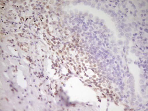 Monoclonal Mouse anti-Human ATF1 Antibody (clone OTI8G3, IHC, WB)