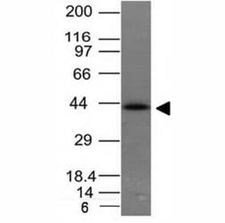 EPCAM Antibody (clone EGP40/837)