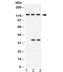 ARHGEF1 Antibody