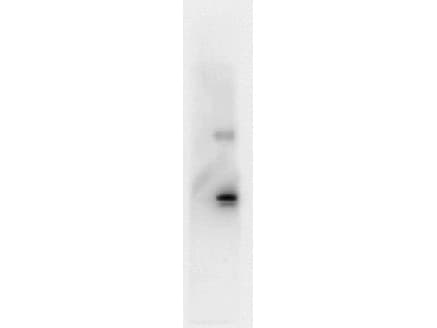IL6 / Interleukin 6 Antibody (clone 33A12.G9)