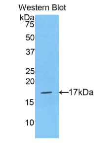 HIST2H3A Antibody (aa1-136, Biotin)